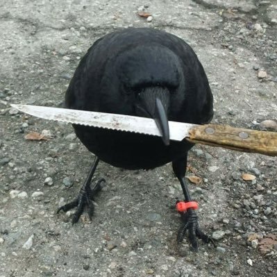 cronos_maxi_'s profile picture. @crow_with_knife 🐦‍⬛🔪 https://t.co/RzA6dbdIK3
