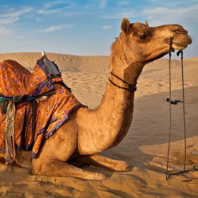 Marwadi32unth's profile picture. ऊंठ हूं मगर जो संसद में बैठे हैं उनके मुकाबले बेहतर हूं
