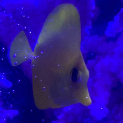 TD_aquarium's profile picture. 水槽①REEFER 250 V3 （立ち上げ:2024年11月7日）  水槽②MAX NANO Peninsula （立ち上げ:2025年1月5日）ハタゴイソギンチャク  水槽③サイドコネクトタンク（立ち上げ:2025年7月26日）ハタゴイソギンチャク