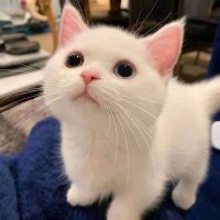 ニャー~~~（報酬無料体験アダルトグッズ） (@hewei43693) 's Twitter Profile Photo