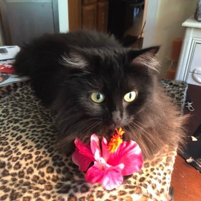 💑Complete & Proud Momma of 3-🧔🏻👱🏻♀️🙋🏻♂️- New Grandma🤱🏻Resist 💪Respect Our Democracy ❤️Our Rule of Law 👩🏻⚖️Our Country 🇺🇸R.N. 👩🏻⚕️🗽🌊🐈