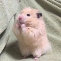 햄밈 (@yab1120) 's Twitter Profile