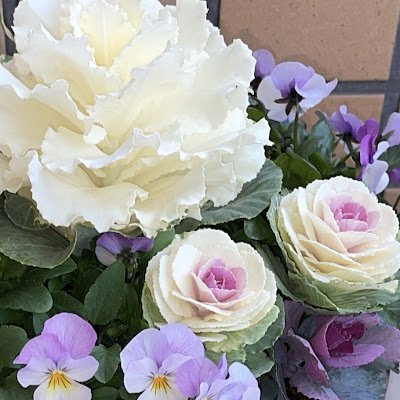 laurelnk96253's profile picture. 