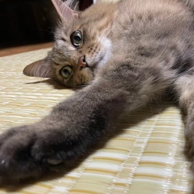 Nさんのプロフィール画像