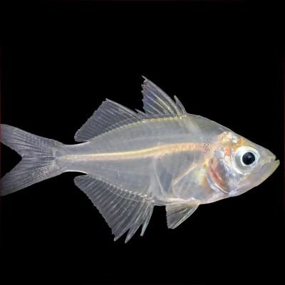 TetiHartat90764's profile picture. SN8BR3Z2