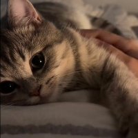 めるふぃ (@miumarin4) 's Twitter Profile