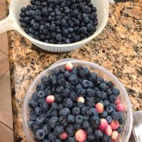 Twig and Berry Farm (@twigberry2024) 's Twitter Profile