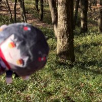 ちょも🌲 (@chomo_1118) Twitter profile photo