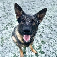 Dorset Police Dogs (@policedogdorset) 's Twitter Profile Photo Dorset Police Dogs (@policedogdorset) 's Twitter Profile Photo