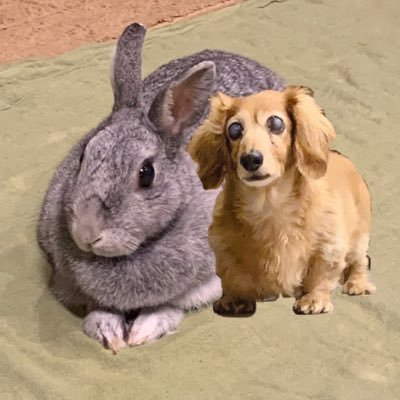 uuuusagiinu's profile picture. 毎日娘と楽しく相撲談義😆息子２人と主人も楽しんでいます。力士はみんな好きでリスペクトしてるけど、特に境川部屋を応援‼︎ズボラなガーデニングもやります☘️気軽にコメントいただけたら喜びます😊フォロバはお気遣いなく😌