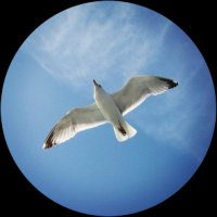 Sandrine Chesnel (@schesnel) 's Twitter Profile