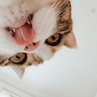 ツキ¨̮⃝3y(3/26) (@_____zzz_13) 's Twitter Profile