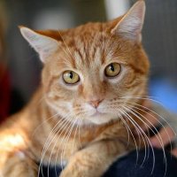 JimmyCat (@jimmytoms341) 's Twitter Profile