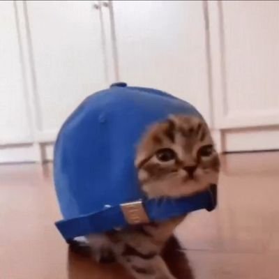 Cap Cat ๐งข๐ Profile