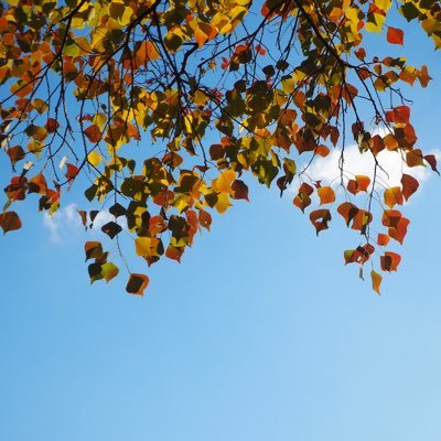 pcha423087's profile picture. 