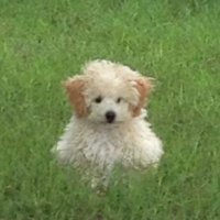 포레 (@4orett) 's Twitter Profile