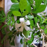 雨降りの家 (@ame7honaka) 's Twitter Profile Photo