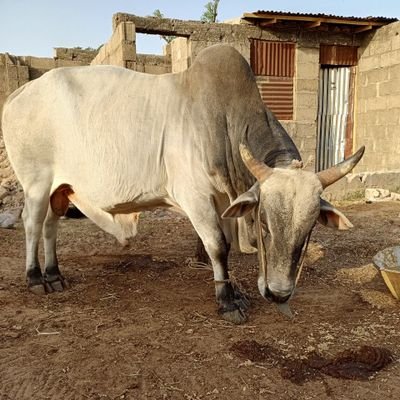 Muslim||Yoruba||Nigerian||Economist||Livestock farmer||UNILAG||ABU||Origin SW Home NW||Arabic||English||Hausa||Dazdy