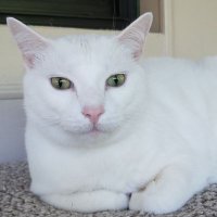 Snow and Flower (@yukiandhanalove) 's Twitter Profile Photo