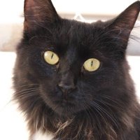 Alexandra (@sandrablackcat) 's Twitter Profile Photo Alexandra (@sandrablackcat) 's Twitter Profile Photo