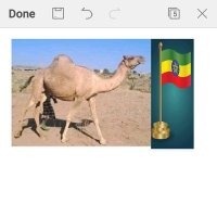 Ahmed Afar (@ahmedafar425314) 's Twitter Profile