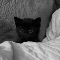 meow πβ¨ (@lcdfmi01) 's Twitter Profile