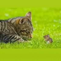 OSMAN NOOR MOHAMED (@osmannoorm66491) 's Twitter Profile