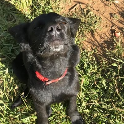 CondorMillaman's profile picture. 