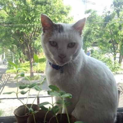 geirutdg's profile picture. 私はとても正直な人間です