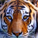 bob down - @steblade - Twitter