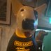 Spuds “Go Ducks” Quackenzie (@spudsquackenzie) Twitter profile photo Spuds “Go Ducks” Quackenzie (@spudsquackenzie) Twitter profile photo