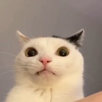 Nafri ๐ต๐ธ (@irfancyrus) 's Twitter Profile