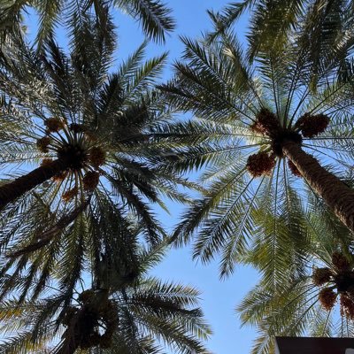 Joud_IS's profile picture. CS✨ @COC_QU_SA | @mawhibaalumni | part of @getbarq