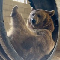 Boo ๐ฉ๐ด (Comms CLOSED) (@boodapooks) 's Twitter Profile Photo Boo ๐ฉ๐ด (Comms CLOSED) (@boodapooks) 's Twitter Profile Photo