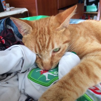 El gatito que es hincha de Mushuc Runa.
O gatinho que é torcedor do Mushuc Runa.
Misikuka mushucrunapak hinchata kan.
EM PORTUGUÊS PRA OS AMIGOS DO BRASIL.