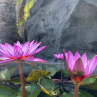 TN Patriot (@charlene_page) 's Twitter Profile