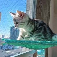猫のソニア/Sonia the cat (@soniathecat1013) Twitter profile photo