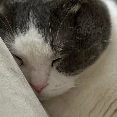 mkprrrn's profile picture. ペットの猫を溺愛。読書記録やら趣味アカ。