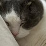 mkprrrn's profile picture. ペットの猫を溺愛。読書記録やら趣味アカ。