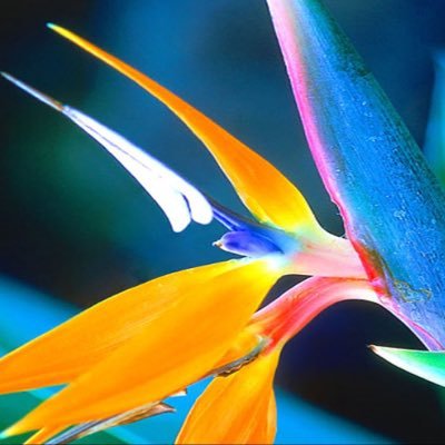 craigdavis_ks's profile picture. Voice Over Artist-actor (commercial, corporate branding, audiobook narration), StL Cardinal fan