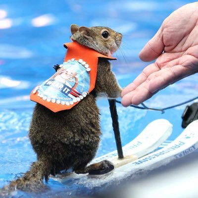 Crypto trader, getting rekt and revived daily. $TWIGGY CTO Team @twiggyonsol. Gettin’ 🐿️💦 Twiggy with it.