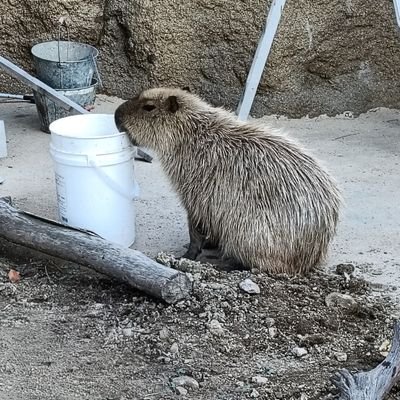 kodai_kanmi's profile picture. 読書メーターhttps://t.co/J6m7qFdRSk