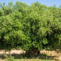 syeda waheeda sultana (@sultanrahman77) 's Twitter Profile Photo syeda waheeda sultana (@sultanrahman77) 's Twitter Profile Photo
