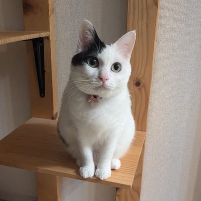 6歳mix女の子😺腎結石、腎不全についての情報を集めています🍀不安な気持ちを吐いたりします。無言フォロー、いいね失礼します