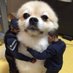 狼🐺的传说 (@drcu8uivkii7opq) Twitter profile photo 狼🐺的传说 (@drcu8uivkii7opq) Twitter profile photo