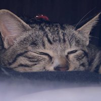リコに小判 (@nekosuki725bts) 's Twitter Profile