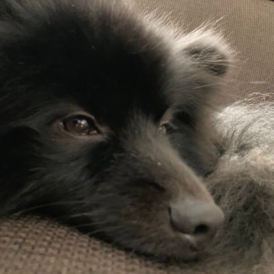 犬猫共生派の犬担当 /ウキウキワクワク推し活中!NTR!NTR!/死者の書のしもべの僕/この世界では、自分で選び取ったモノだけに価値がある/いつか夢見た未来の技術がもうそこに/古山菜の花さん無限ループ中