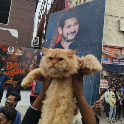 vachadra's profile picture. Human 🌏 | local RRR warrior | Kohli aficionado