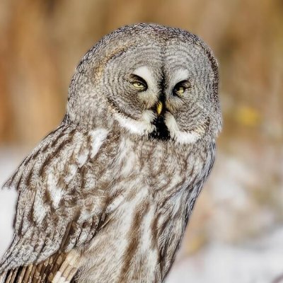 great_grey_0wl's profile picture. 