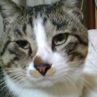 アンちゃん (@cat2982) 's Twitter Profile Photo